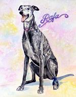 greyhound, watercolor