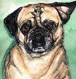 Pug Watercolor