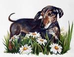 watercolor of dachshund